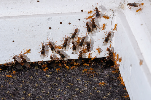 Invasion of flying ants in the apartment, closeup