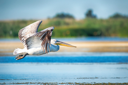 Great white pelican (Pelecanus onocrotalus, also known as rosy pelican or eastern white pelican) in flight, Danube Delta. \nThe Danube Delta (Romanian: Delta Dunării) is the second larges river delta in Europe, it is listed as a World Heritage Site. The larger part of the Delta is belonging to Romania, a smaller part to Ukraine.