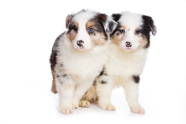 istock Australian Shepherd puppy isolated on white 155261355