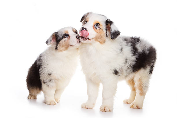 istock Australian Shepherd puppy isolated on white 155261360