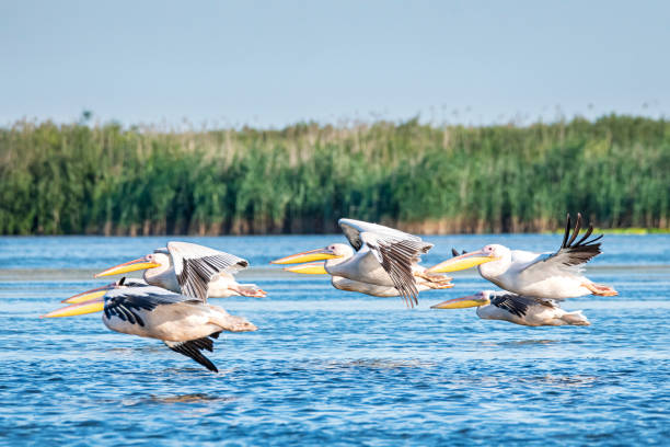 istock Great white pelicans in flight, Danube Delta, Romania 1552613897