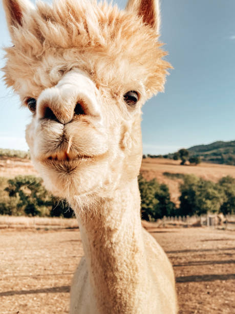 istock alpaca animal portrait 1552614537