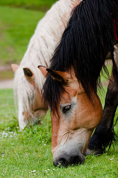 istock Beautiful horses feeding in a field of grass 155261499