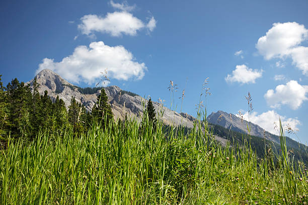 Sunny day in a mountain meadow stock photo