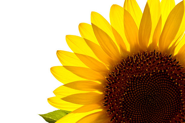 Translucent sunflower stock photo