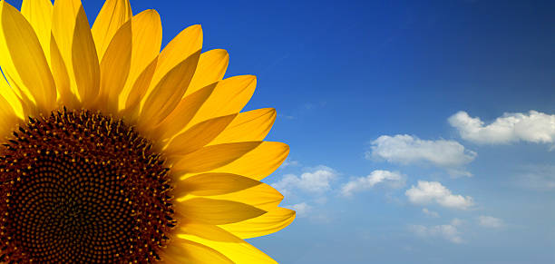 sunflower stock photo