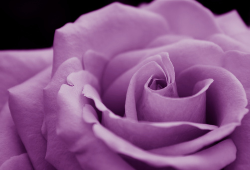 a close up of a purple rose