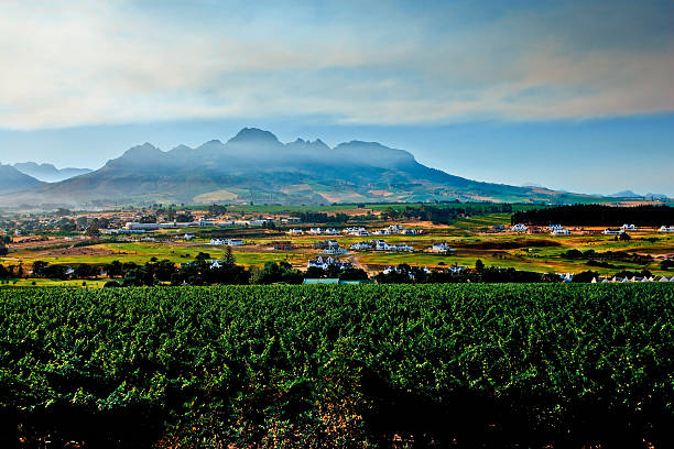 istock Dawn at a vineyard in Stellenbosch, South Africa 155261897