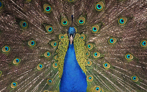 peacock stock photo