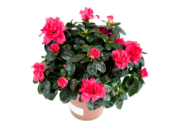 istock Azalea. Room flower isolated on white 155262224