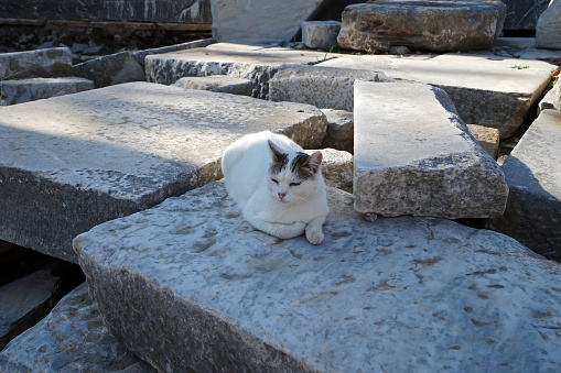 Domestic animal on stone flooring ground