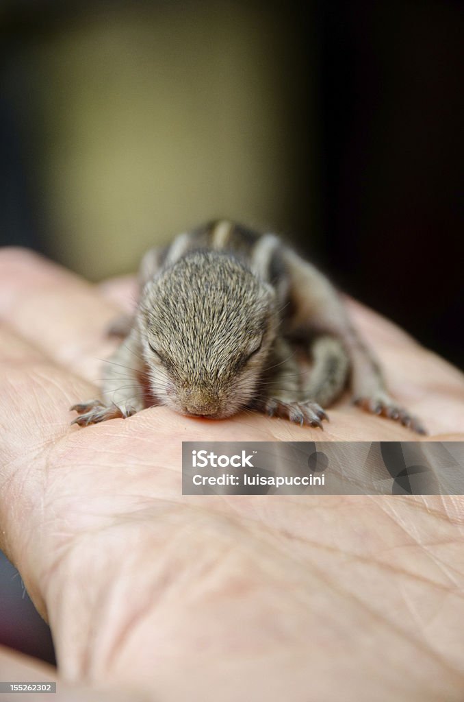 Baby wiewiórkę na rękę - Zbiór zdjęć royalty-free (Bliskie zbliżenie)