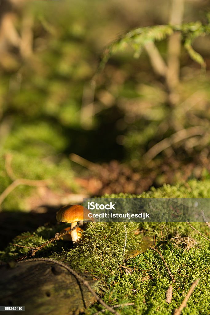 Fungo nella foresta - Foto stock royalty-free di Albero