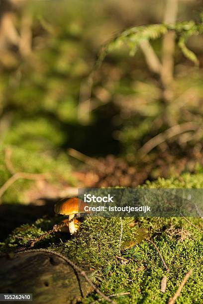 Fungo Nella Foresta - Fotografie stock e altre immagini di Albero - Albero, Ambientazione esterna, Autunno