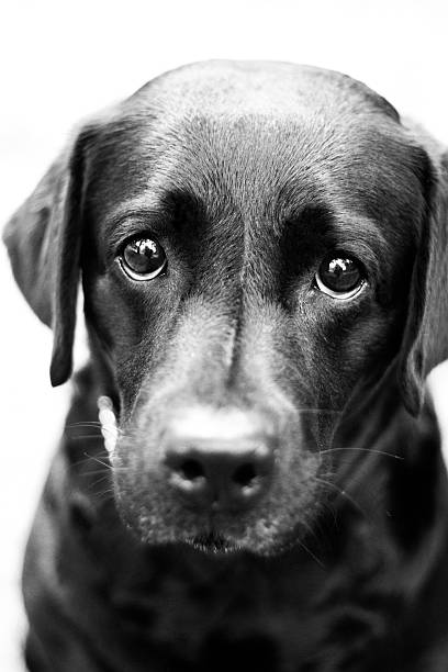 istock Sad dog with puppy eyes in Black and White 155262491