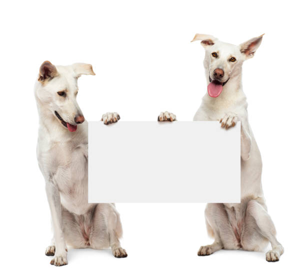 istock Two Crossbreed dogs sitting and holding white sign 155262588
