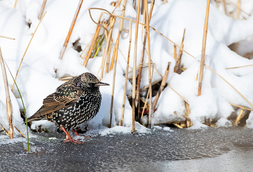 Wintering Common starling (Sturnus vulgaris) at Katwijk, Netherlands. Standing on edge of a frozen urban lake.
