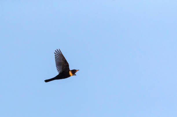 istock Ring Ouzel, Turdus torquatus 1552636242