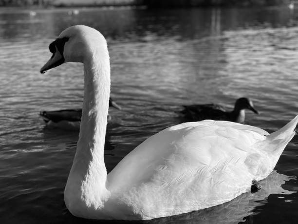istock A swan and cygnets on a pond 1552636247