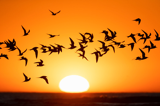 Flock of migrant Common Terns (Sterna hirundo) flying over the beach at Katwijk, Netherlands, with a setting sun in the background. Photographed with backlight.