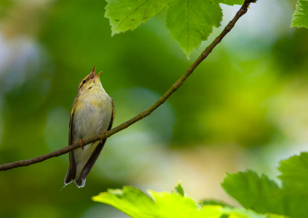 istock Wood Warbler, Phylloscopus sibilatrix 1552637910