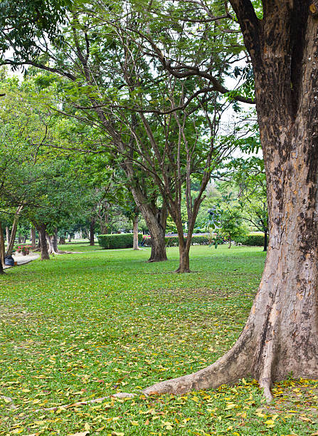 istock green areas in the park 155263814