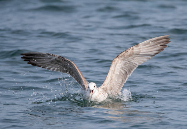 istock Caspian Gull (Larus cachinnans) flying over the North sea off Scheveningen, Netherlands. 1552640564