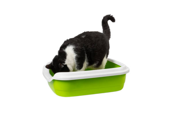 istock Cat litter box and black and white cat isolated on white background. Cute cat pooping and pissing in the toilet. Cat sitting in a toilet and looking sideways. The concept of pets. Design 1552641051