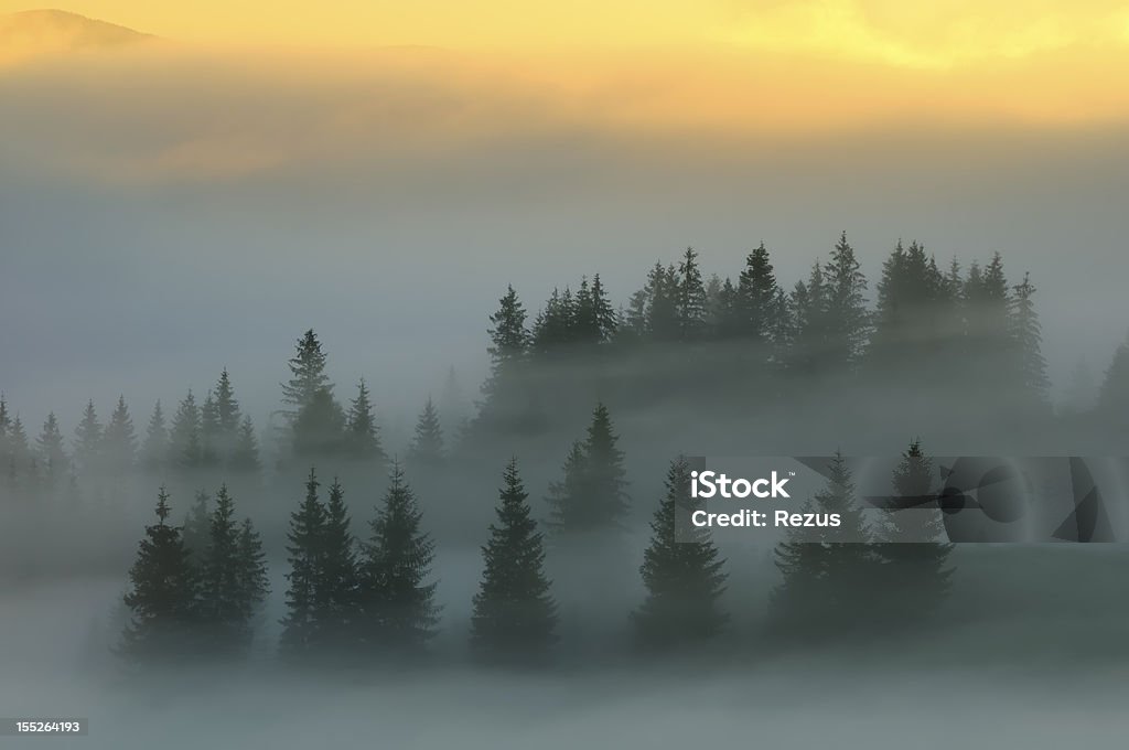 Mystic fog cubiertos de árboles al atardecer en las montañas - Foto de stock de Montes Cárpatos libre de derechos