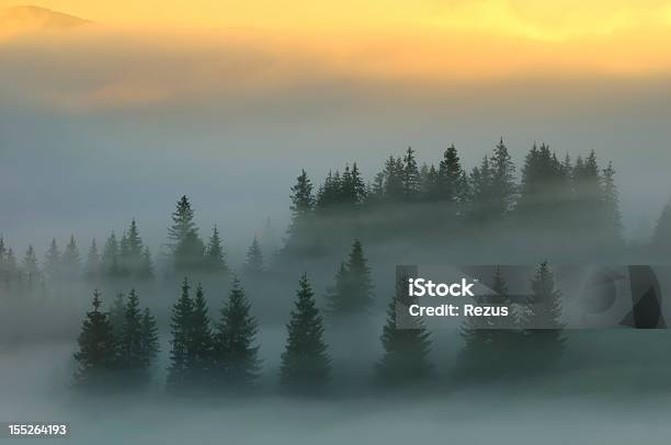 Mystic Fog Cubiertos De Árboles Al Atardecer En Las Montañas Foto de stock y más banco de imágenes de Montes Cárpatos