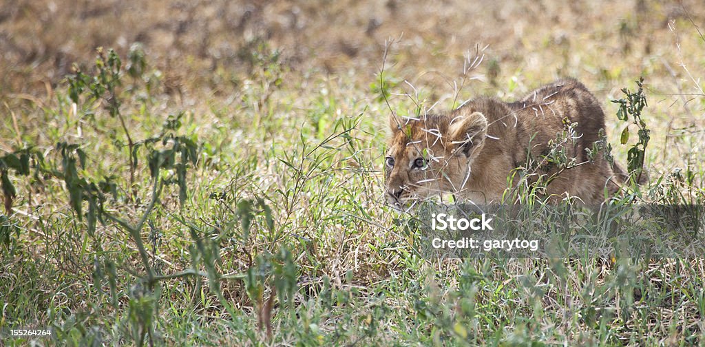 Observar alguém furtivamente presa - Foto de stock de Filhote de leão royalty-free