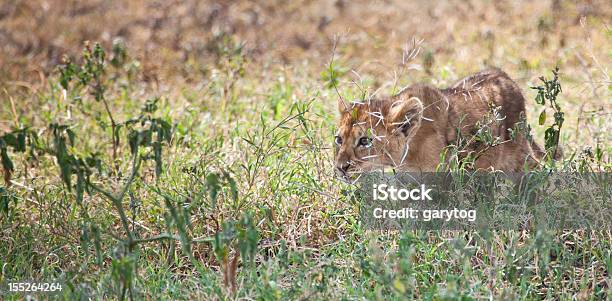 Foto de Observar Alguém Furtivamente Presa e mais fotos de stock de Filhote de leão - Filhote de leão, Rastejar, Animais caçando