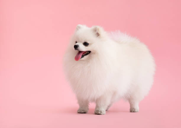 istock Dog breed pomeranian spitz funny stands on a pink background 1552642660