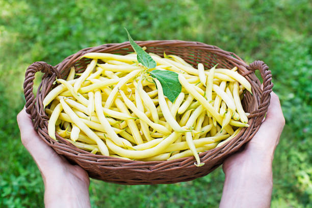 istock Freshly picked Yellow wax beans in basket 1552647514