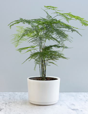 The plumosa fern also known as Asparagus Fern in a white decorative pot
