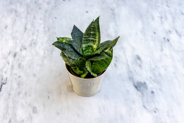 istock Sansevieria Jade Hahnii also called Bird's Nest Sansevieria plant closeup 1552648599