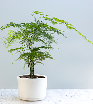 Asparagus plumosa fern in a beautiful pot with copy space