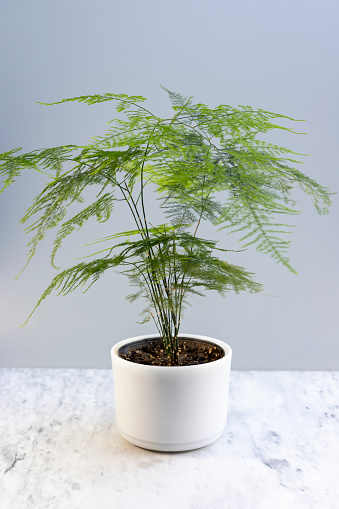 Plumosa fern or climbing asparagus plant in a white pot
