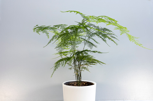 Plumosa fern ornamental plant in a decorative pot