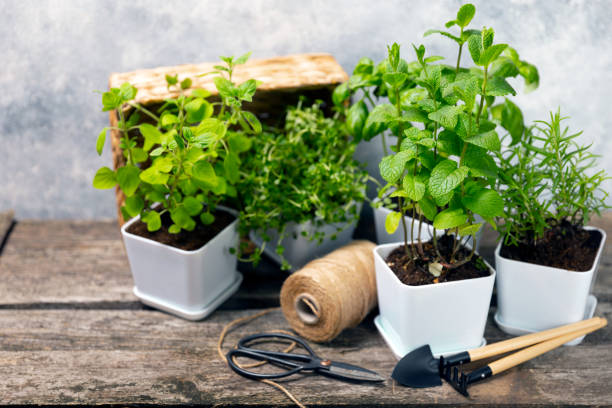 istock Pots with fresh aromatic herbs .Assorted fresh herbs growing in pots on a light background. Close-up. Rosemary, basil, mint, thyme and oregano. Mixed fresh aromatic herbs in a pot.Spicy herbs. 1552650211