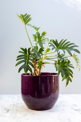 Philodendron Xanadu plant in a ceramic pot closeup view