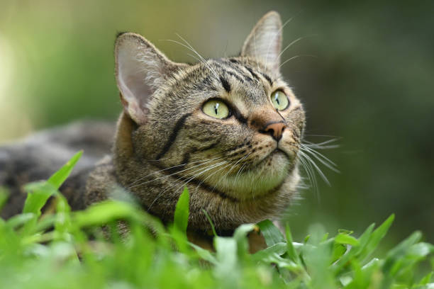 istock The cat saw something from the side. 1552650769