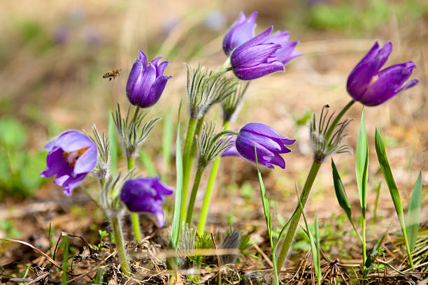 pasqueflower More pictures of nature&gt;&gt;&gt; anemone ludoviciana stock pictures, royalty-free photos & images