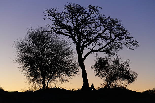 Sunset Tree stock photo