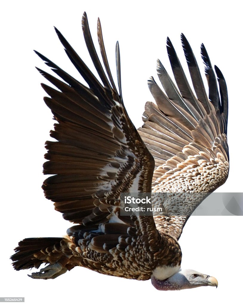 Griffon volando sobre fondo blanco - Foto de stock de Buitre libre de derechos