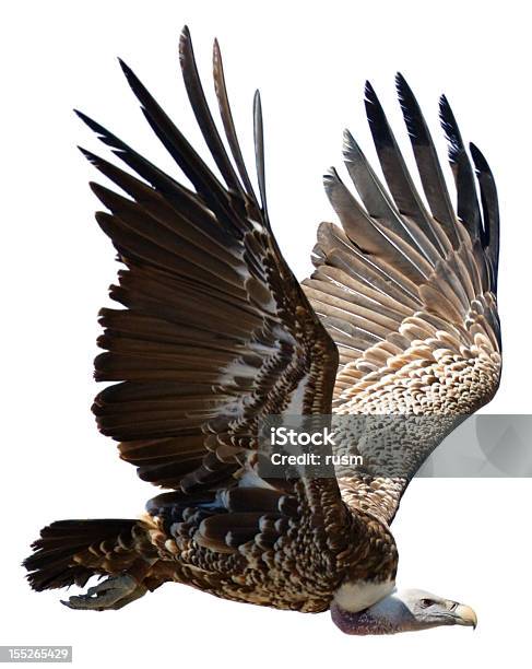 Flying Griffon On White Background Stock Photo - Download Image Now - Vulture, White Background, Flying