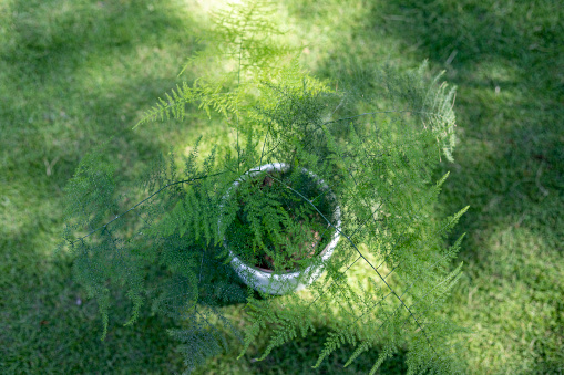 Top view of a Plumosa fern in a white decorative pot on a green grass background