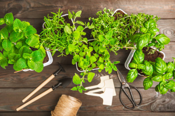 istock Pots with fresh aromatic herbs .Assorted fresh herbs growing in pots on a light background. Close-up. Rosemary, basil, mint, thyme and oregano. Mixed fresh aromatic herbs in a pot.Spicy herbs. 1552669244