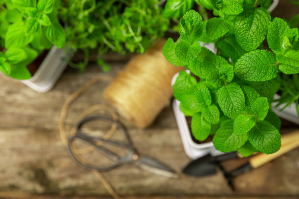 istock Pots with fresh aromatic herbs .Assorted fresh herbs growing in pots on a light background. Close-up. Rosemary, basil, mint, thyme and oregano. Mixed fresh aromatic herbs in a pot.Spicy herbs. 1552669247