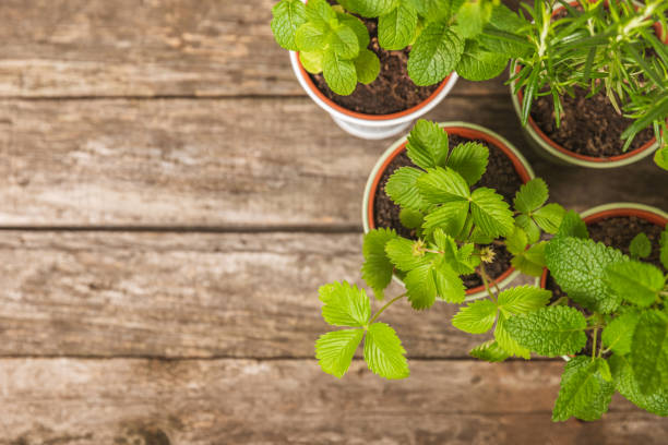 istock Pots with fresh aromatic herbs .Assorted fresh herbs growing in pots on a light background. Close-up. Rosemary, basil, mint, thyme and oregano. Mixed fresh aromatic herbs in a pot.Spicy herbs. 1552669254